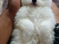 Pomeranian Boo Erkek Sağlıklı