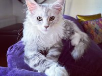 Safkan maine coon bebekler