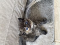 Yavru british shorthair 2 aylık