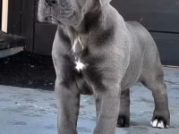 Korumacı Cane Corso Yavrular