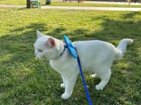 British Shorthair Mavişe Eş Arıyoruz