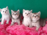 British Shorthair Çok Oyuncu Evcilmen Yavrular