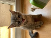 3 aylık british yavrumuz erkek çok oyuncu sevimli