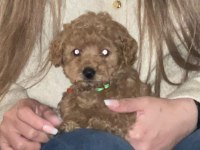 Kore kan poodle