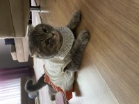 Scottish fold