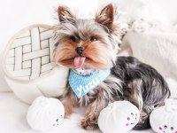 Teacup köpeğimiz daha büyümeyecek