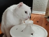 ÜCRETSİZ SAHİPLENDİRME KEDİMİZE ÖMÜRLÜK YUVA ARIYORUZ