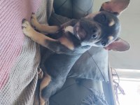 Blue tan french bulldog choco taşıyıcı dişi ve erkek 5 aylık