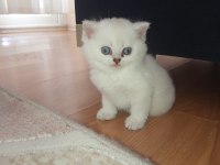 Golden Point Dişi Ve Erkek British Shorthair Kardeşler