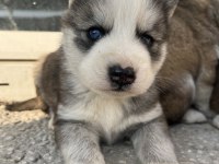 MUHTEŞEM GÜZELLİKTE HUSKY YAVRULARIMIZ YENİ AİLESİNİ ARIYOR