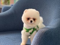 Sağlık Ve Irk Garantili Pomeranian