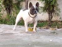 1.5 yaşında sağlıklı ve bakımlı dişi french bulldog