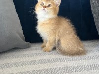 Efsane kalitede golden ve beyaz kodlu cins kedilerim