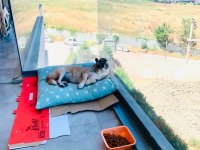 ÜCRETSİZ SAHİPLENDİRME KÖPEĞİMİZ