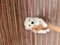 Kaliteli sevimli Maltipoo yavruları