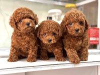 Sağlıklı Ve Sevimli Toy Poodle Yavrularım