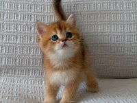 En güzel  ny12 golden british shorthair yavrular
