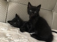 3 kardeş tüylü tekir kedim