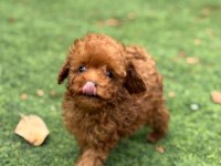Aşılı Karneli Toypoodle Yavrularımız 