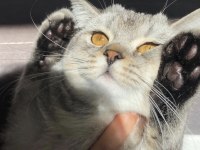 Öğrenci olduğum için kedimi sahiplendiriyorun