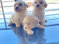 Ev doğumu maltese bebek köpeğimiz