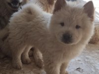 Chow chow