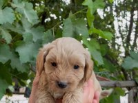 Mükemmel Güzellikte Maltipoo Bebekler