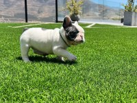 PİRATE FRENCH BULLDOG PUPPİES EĞİTİMLİ