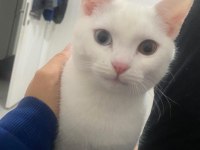 MÜKEMMEL RENKLİ GÖZLÜ BRİTİSH SHORTHAİR