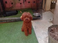 Meraklısına 1 Numara Poodle