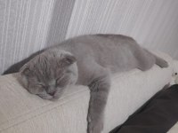 3 aylık eğitimli scottish fold