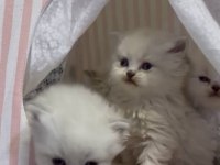 British Longhair Silver Yavrular 50 Günlük