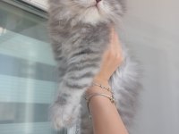 British longhair yavru kedimiz