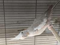Albino-Lıtino -Grey yavru sultanlar 