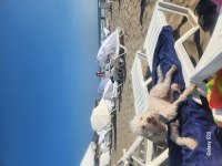 TERRİER VE POODLE MELEZİ ÖMÜRLÜK YUVA ARIYOR