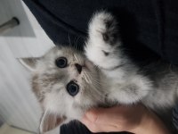 Silver tabby erkek yavrular british shorthair
