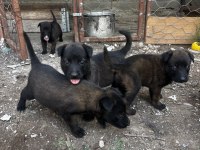 Koyu maskeli A kalite belçika kurdu yavrular