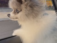 MERLE POMERANİAN BOO AŞILARI TAM PASAPORTLU