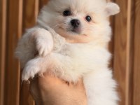 Pomeranian Bebekleri