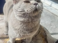 8 AYLIK ERKEK KEDİMİZ