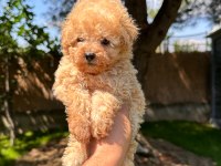 Aprikot Toy Poodle Yavrumuz