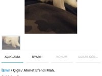 Sahibinden Orijinal Hollanda Teddy Lop Tavşanı