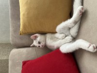 6 Aylık British Shorthair