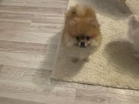 ORJİNAL POMERANİAN YAVRULARIMIZ