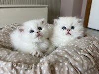 British Longhair Yavrular