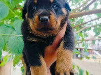 Koca kafalı rottweiler yavruları