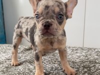 Ev bakımı french bulldog yavrularım