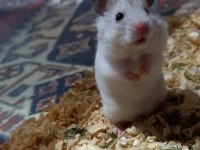 Kocaeli Gebze/Çayırova Anne - Baba ve Çocuk Hamster!