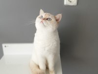 British shorthair red point