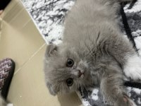 Kayseriden british shorthair bebekler yeni yuvalarına hazır